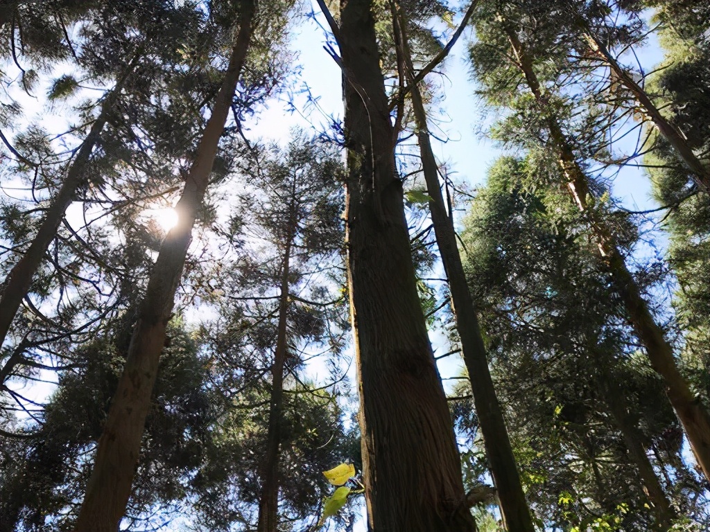 广西桉树之谜,广西摇钱树桉树