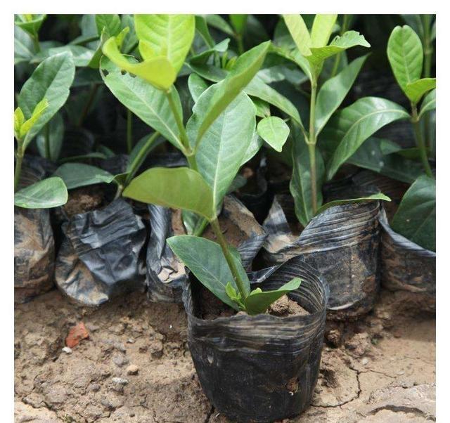 什么样的花好养又耐活,哪些花坑人