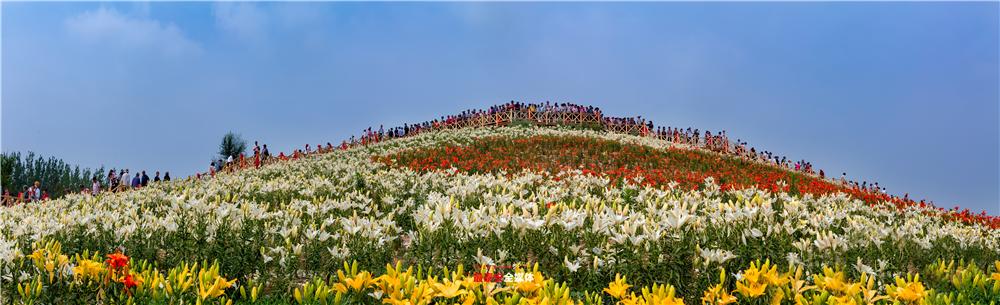 以花为媒惠美“泰山•百合和园”田园综合体花开最美乡村