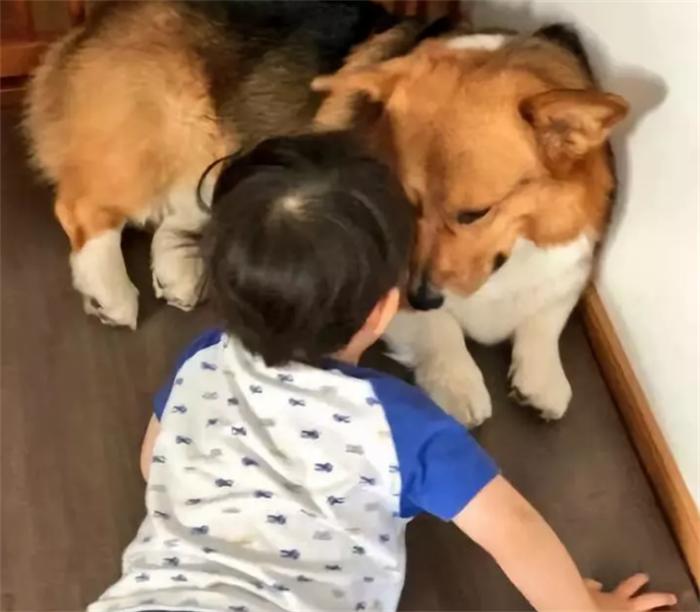 柯基来大姨妈老是护食,柯基护食咬人纠正视频