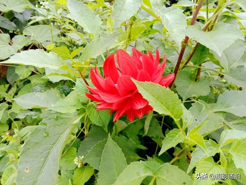 万源市竹峪镇东梨村,竹峪镇东梨村