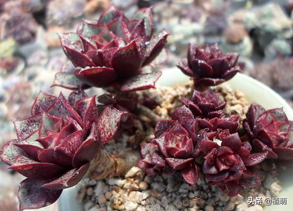 经历两年风雨的罗西玛，总算蜕变逆袭，无非把日常6点做好