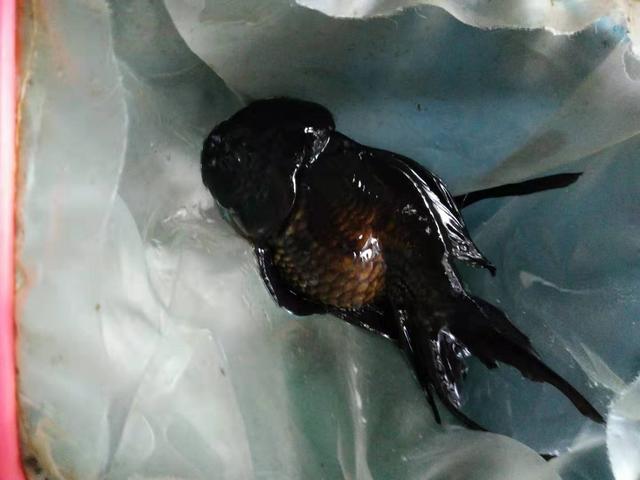 观赏鱼身上有水珠气泡是怎么回事,鱼缸间断打氧