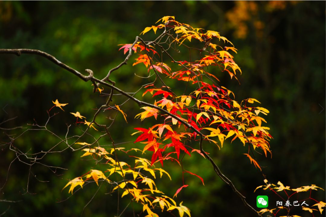 光雾山摄影,一位摄影师镜头下的中国