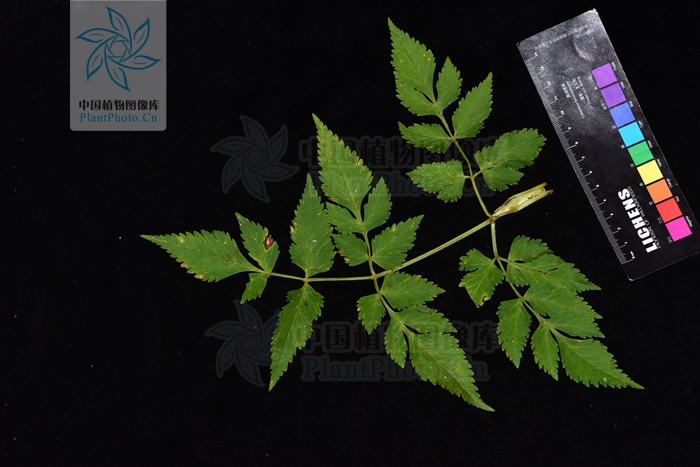 藁本神农本草经,神农本草经葛根原文