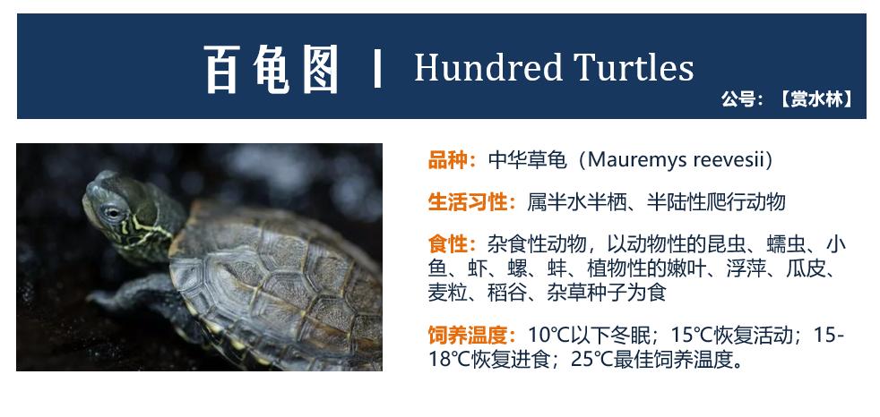 篆书百龟图图片大全,百龟高清图片大全