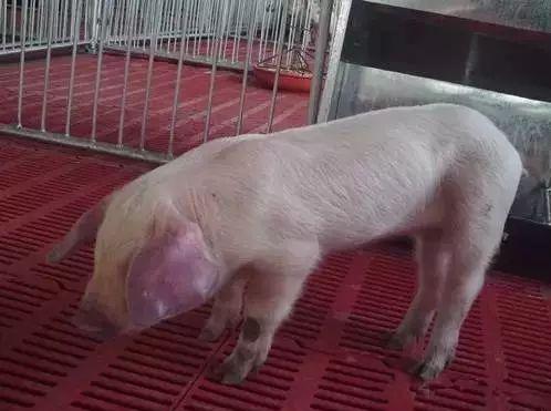 猪感冒发烧吃什么药比较好,猪发烧的正确治疗方法