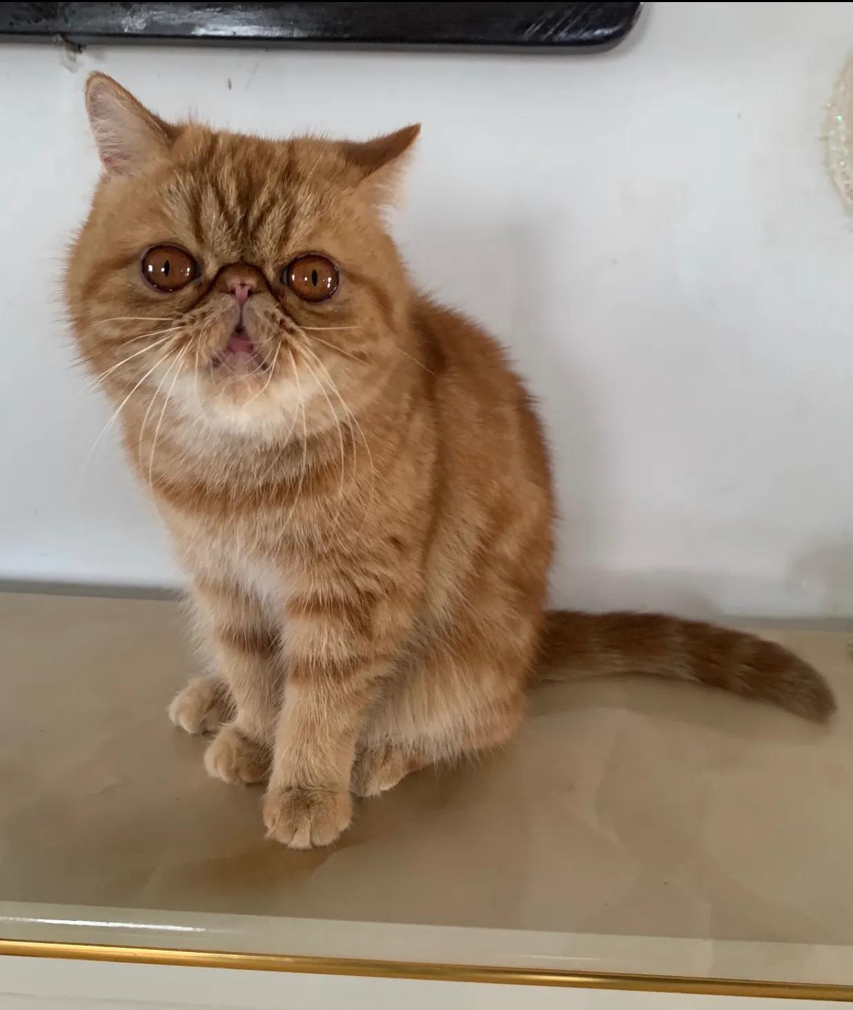 广州猫舍买英短猫,必读猫小屋家购猫流程