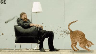 猫咪精力太旺盛还咬人怎么办,猫咪最近脾气暴躁咬人怎么办