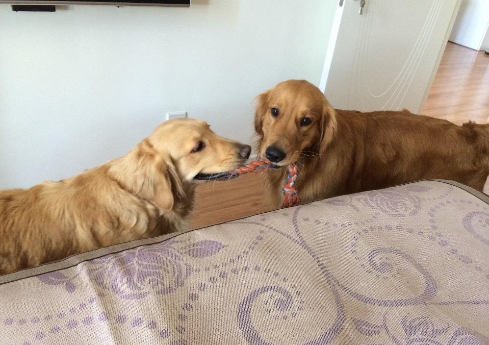 绝育猫咪乱尿的原因和处理方法,绝育之后还是乱尿怎么办