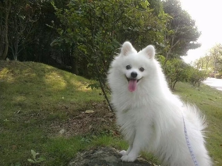 在米拍聚众吸猫吸狗是一种怎样的体验？