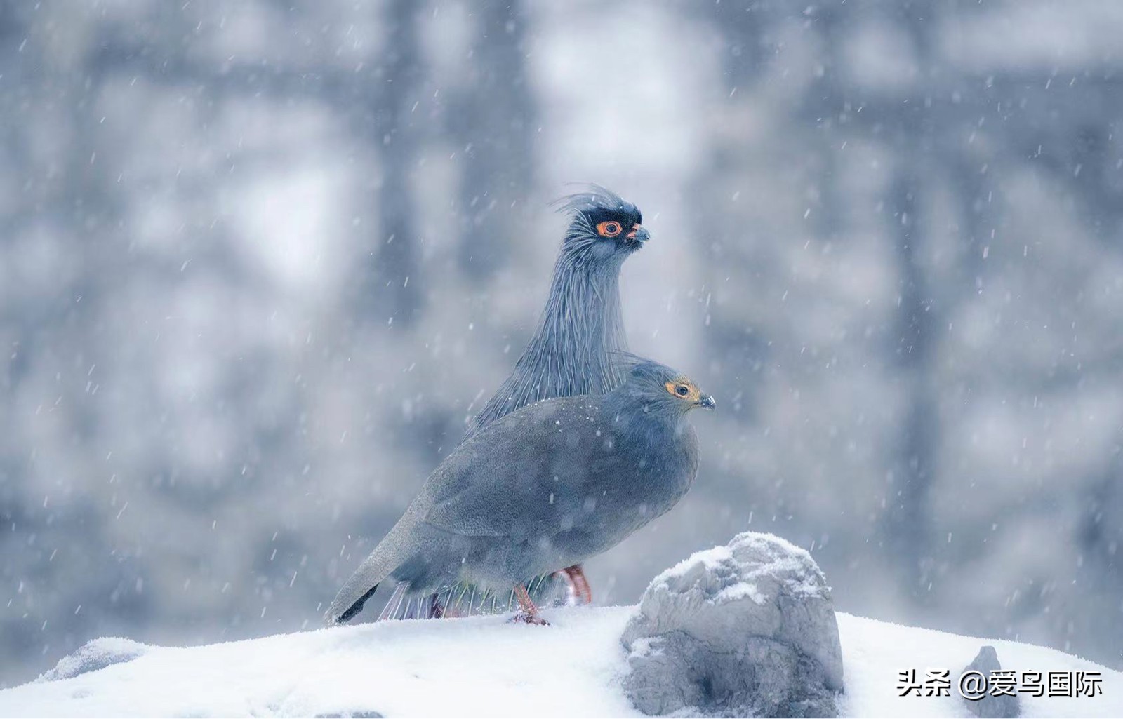 鸟类图片大全大图观赏,鸟类照片合集
