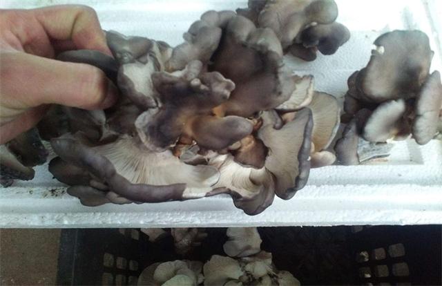 平菇头茬菇畸形是什么原因,平菇畸形的原因