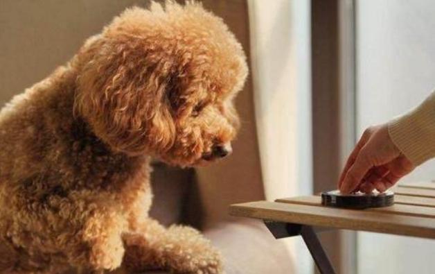 泰迪犬若有这4个行为,泰迪犬的动作意思