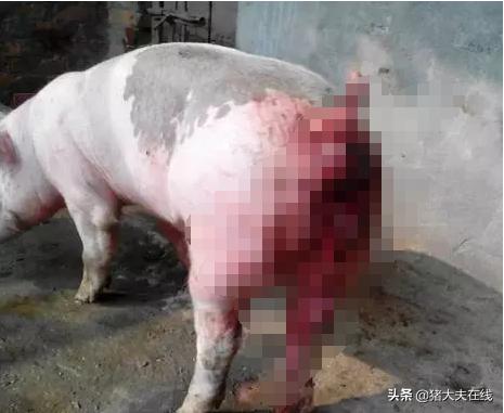 各阶段猪脱肛的简易处理，屡试不爽！