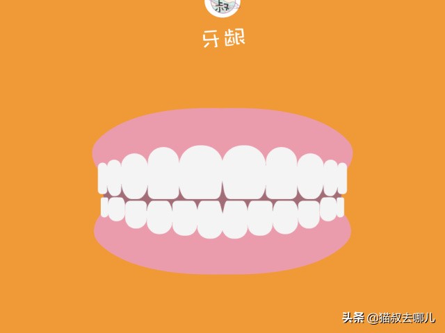 养猫攻略视频,养猫攻略文字版