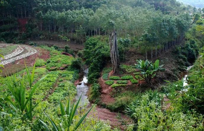 温柔的中亚牧羊犬,温柔的黑犬