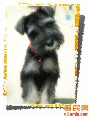 这几种高颜值狗狗你认识哪些,盘点最靠谱的狗狗看看你知道几种