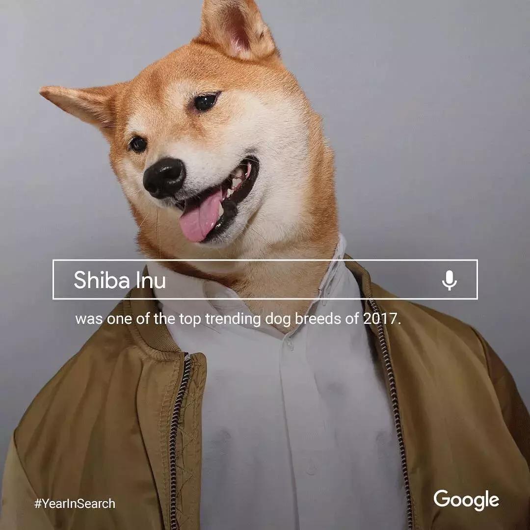 柴犬阶级意识,柴犬成为了门面担当