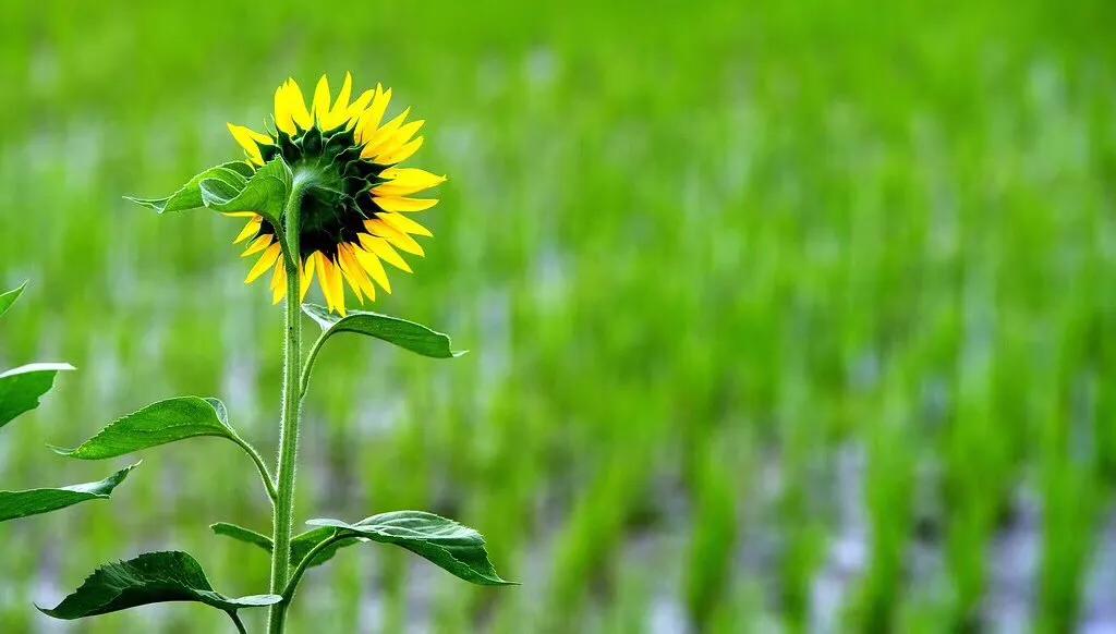 谁的青春不忧伤呢,谁的青春不忧伤