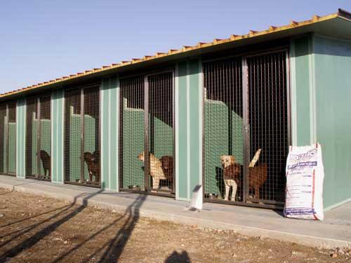 新手养的狗在哪买,想养狗从哪里买合适