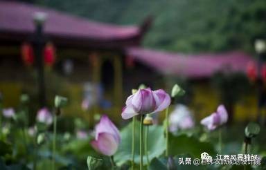 赣州寻乌手绘旅游景点图,江西省十大红色景点绘画作品