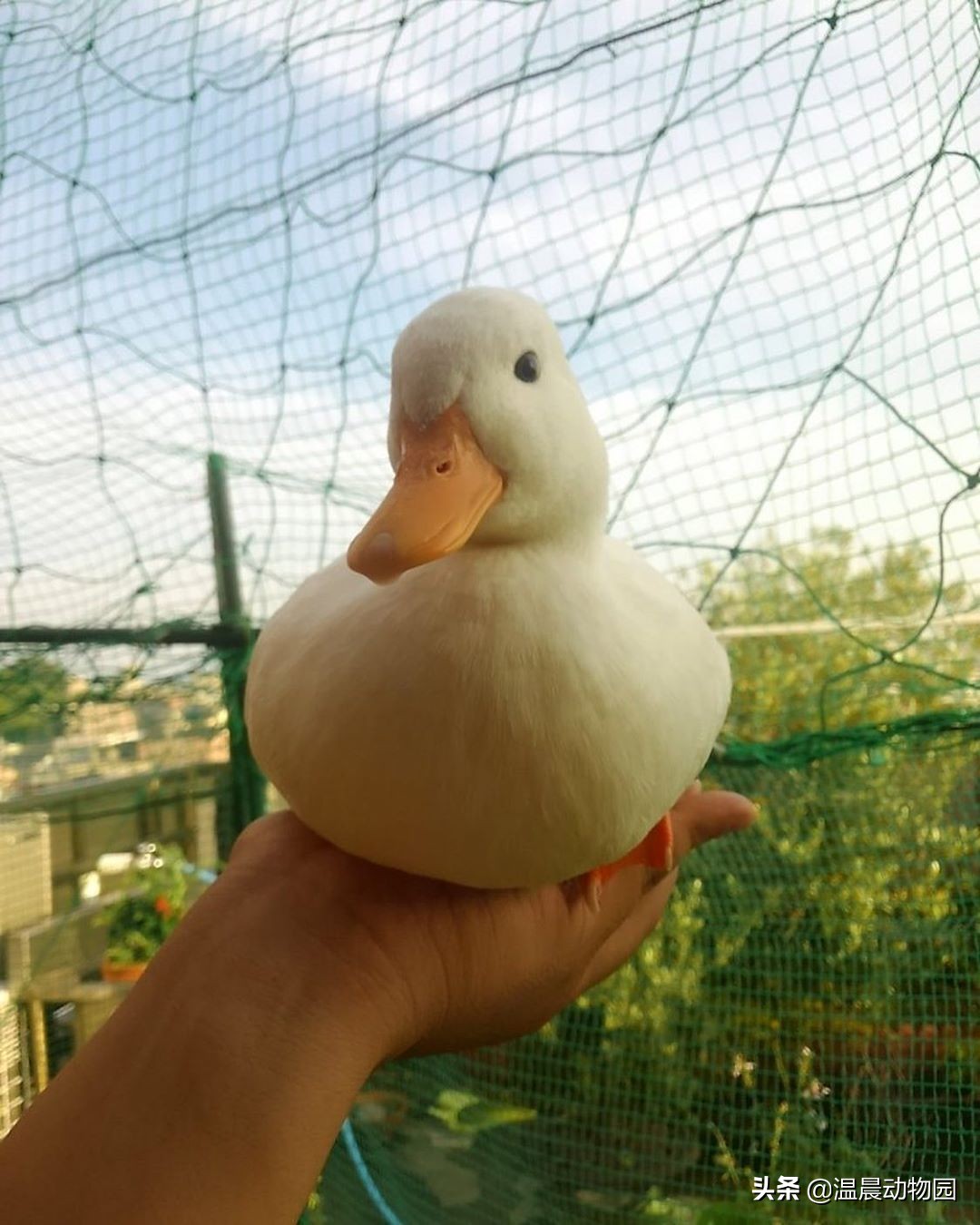 网红柯尔鸭容易养吗,柯尔鸭为什么是网红宠物