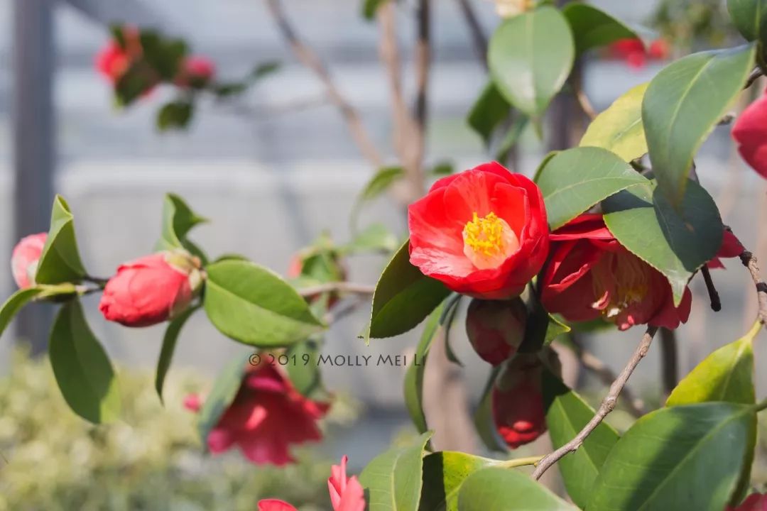 康泰时f2镜头评测,康泰时contaxg21f2.8镜头