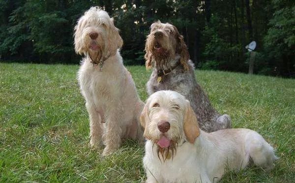 史毕诺犬,每日一狗苏格兰梗