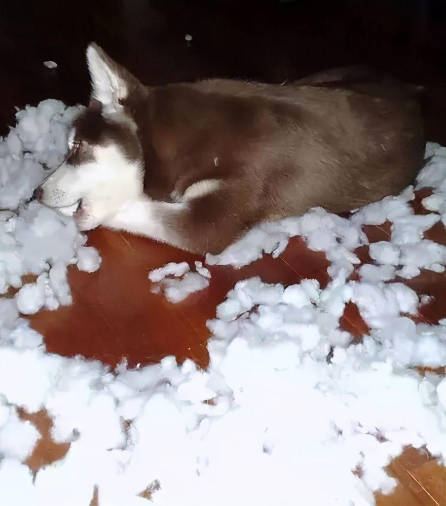 你又在拆家？用这个方法，把狗狗治得服服帖帖