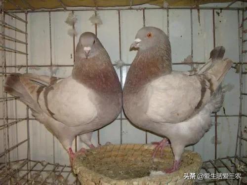 没有本钱搞哪些养殖业最好了,目前农村搞什么养殖业最好赚钱