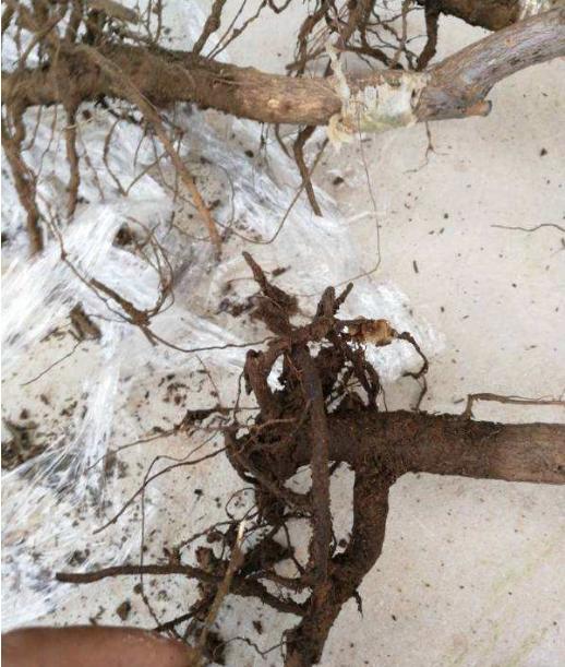 老师，网上买树苗寄来根木棍，请问能结果子吗