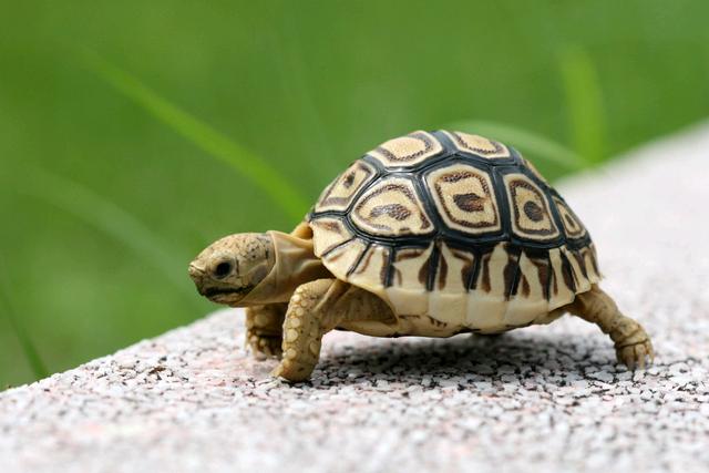 小乌龟不吃东西怎么办才能让它吃,小乌龟吃什么