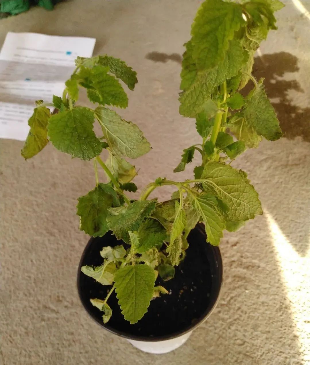 植物叶子晒伤了怎么处理,夏天怎么防止花晒伤