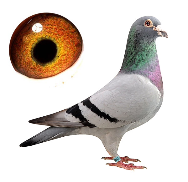 雌鸽子繁育年龄,怎么育雌鸽