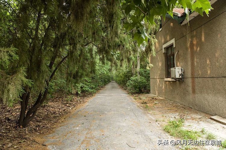 济南一颗梧桐树,济南的法国梧桐