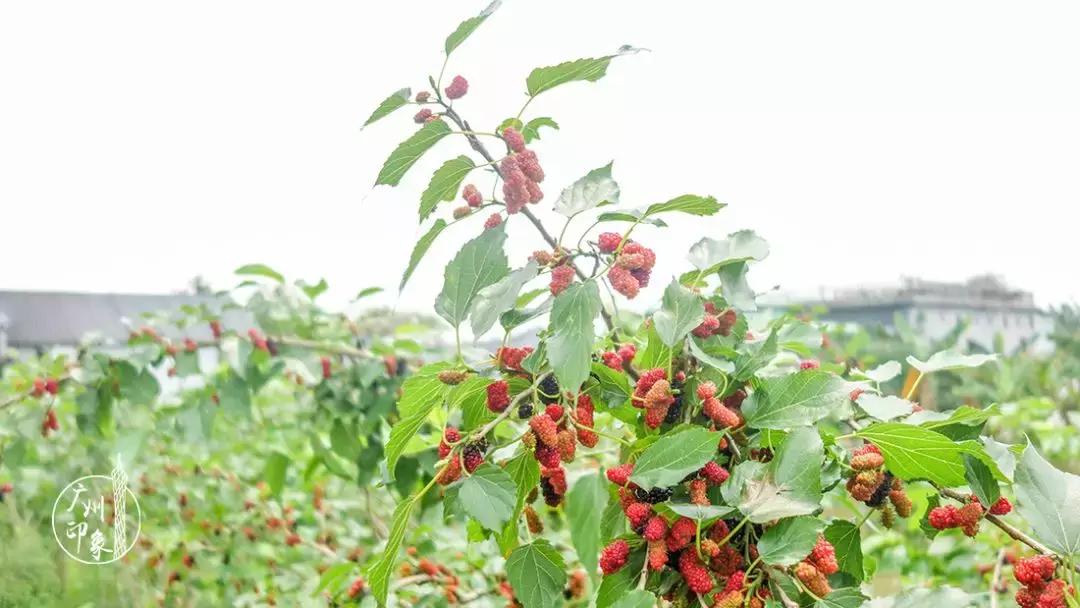 广州隐世峡谷游玩攻略,广州要坐船才能登的小岛