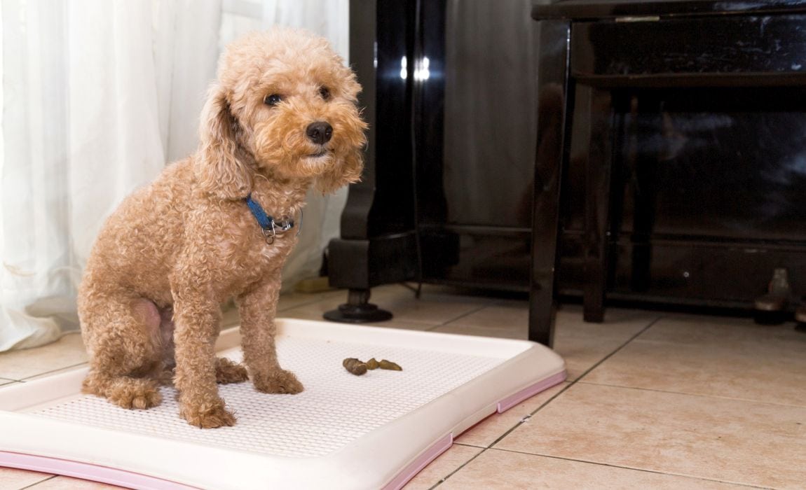 如何训练狗狗去厕所排便视频,怎么训练两个月大的狗狗大小便