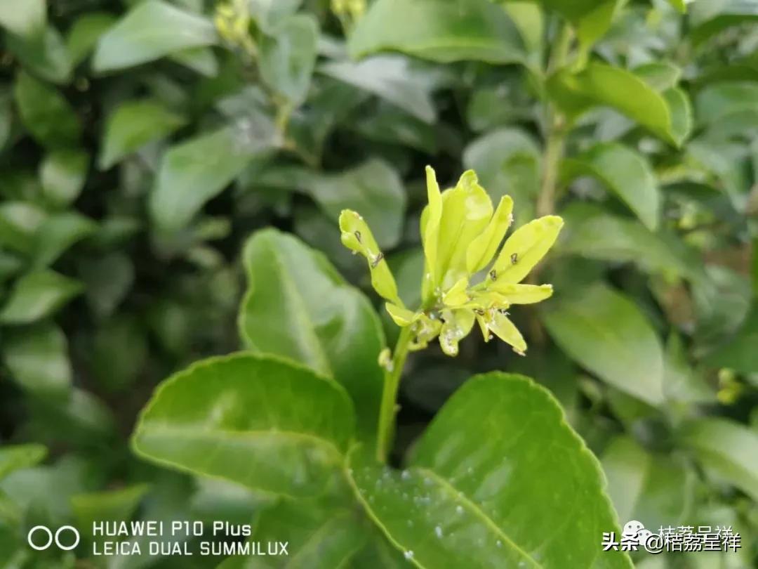 元月份柑桔管理技术,3月份柑桔管理技术