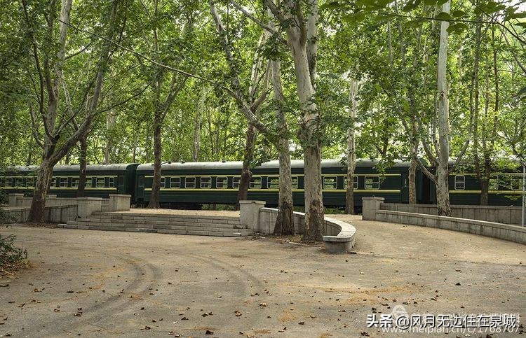 济南一颗梧桐树,济南的法国梧桐