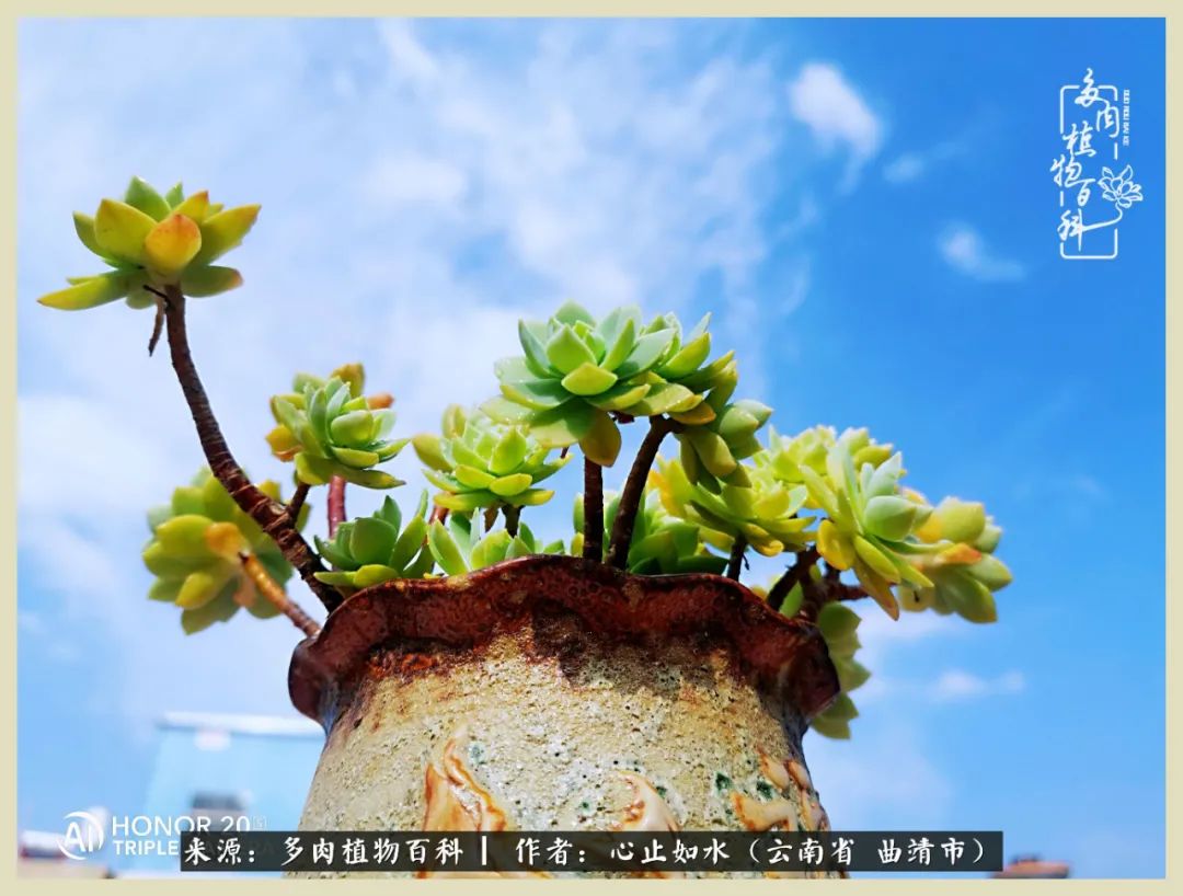 景德镇精品拇指多肉盆,轻奢多肉拇指盆3.5