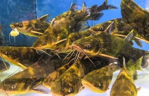鱼怪病防治,黄颡鱼高价能维持多久