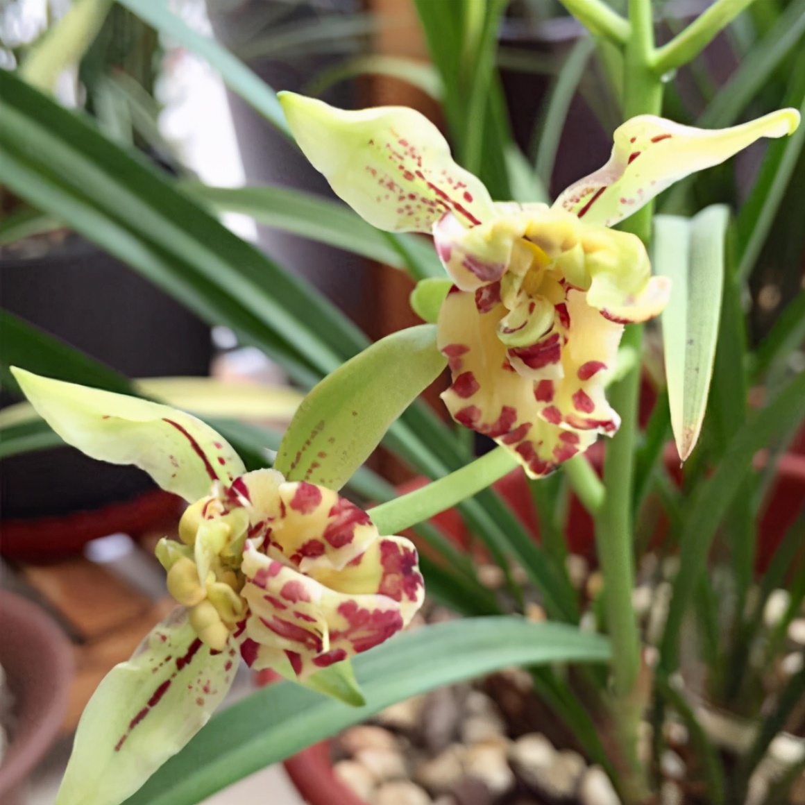 一般养兰人爱买什么价位的兰花,养兰高手传授真正兰花生长环境