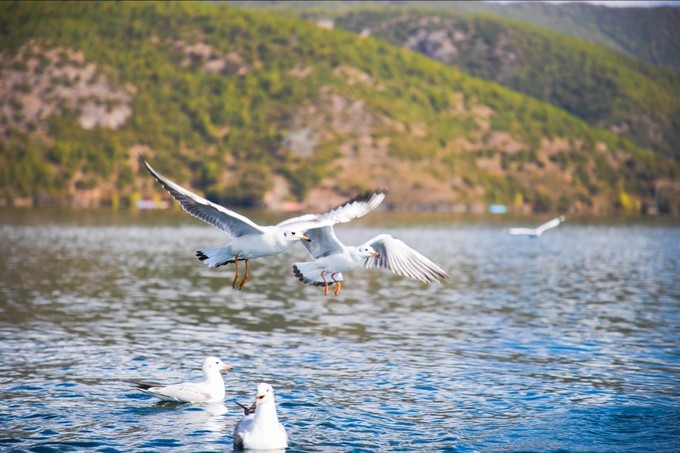 消失的地平线上的“香巴拉”和“女儿国”（二）