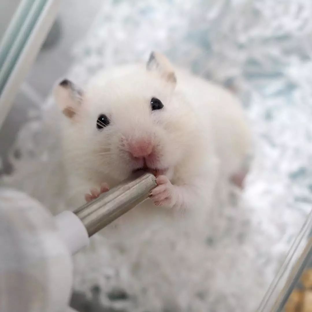 如何让仓鼠养成上厕所习惯,仓鼠用什么上厕所比较好