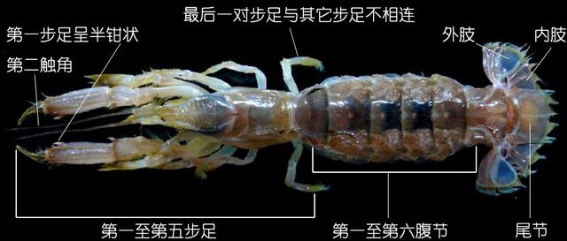 硬壳罗氏虾和软壳罗氏虾的区别,罗氏虾鳌虾甜虾有什么不同