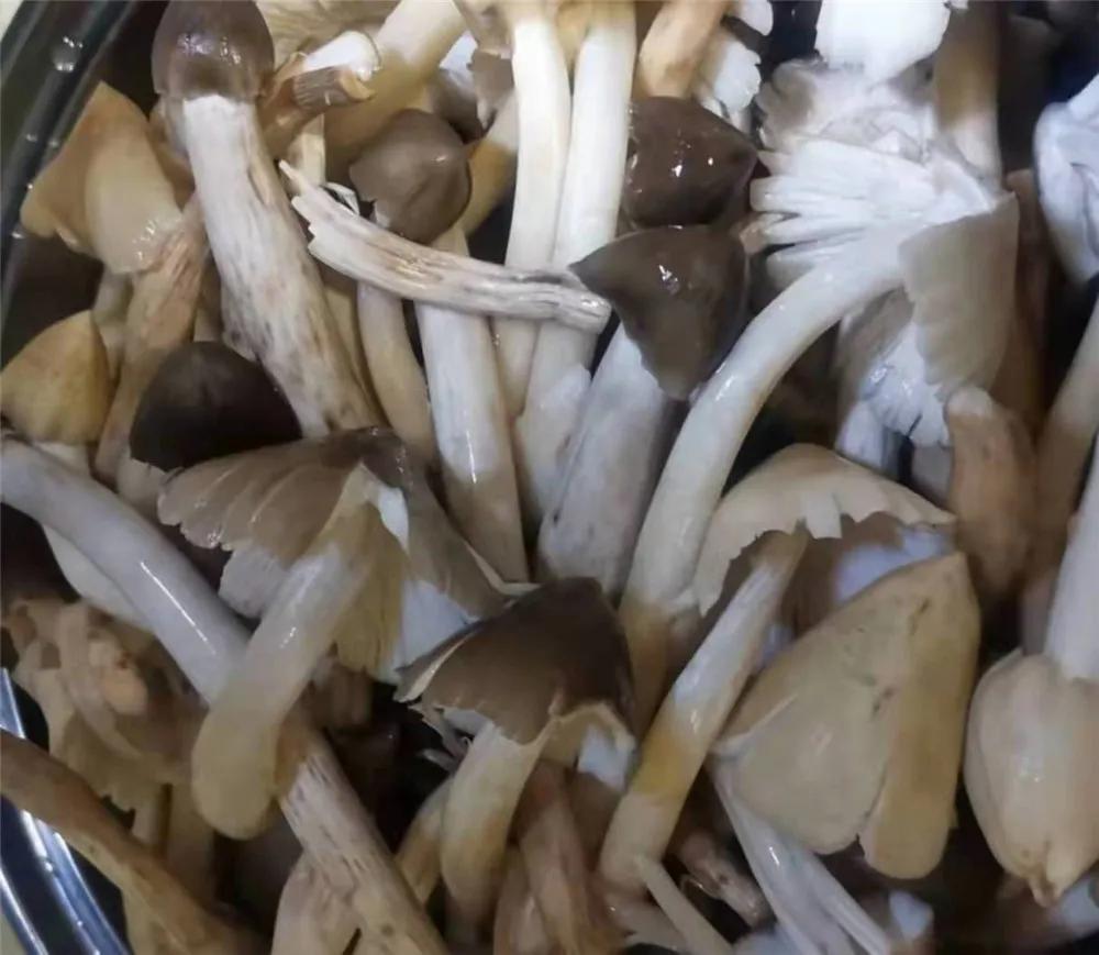 一声闷雷歌词,一声声闷雷