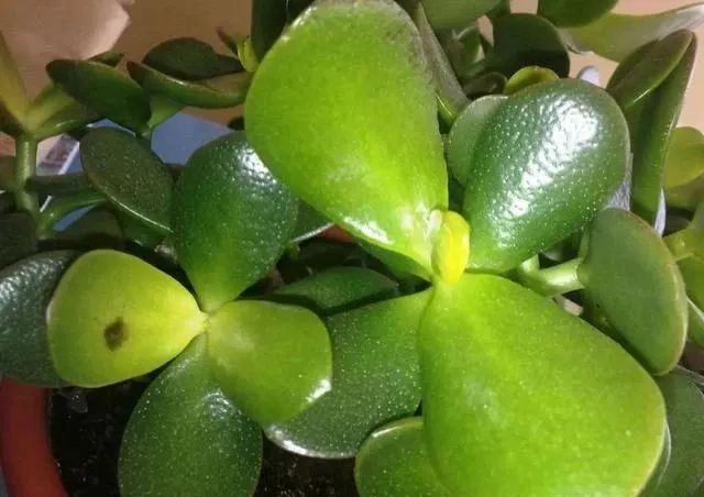 玉树怕晒,玉树怕冷怎么办