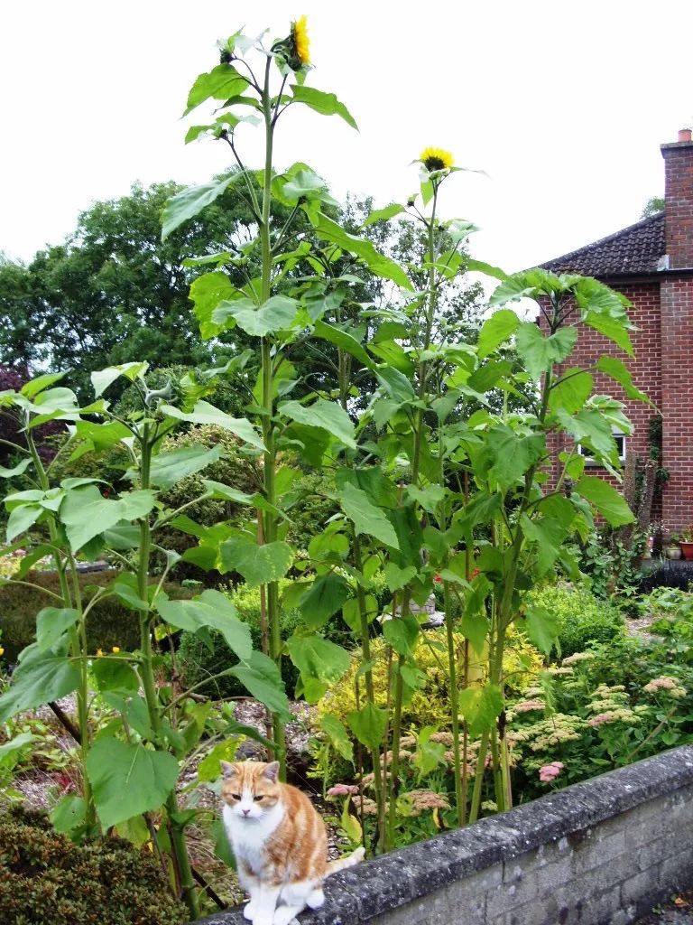 向日葵盆栽种植要晒太阳吗,向日葵盆栽能养几年