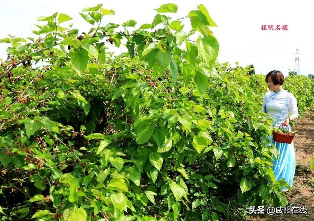 咸阳人：周末，到兴平摘桑葚走！